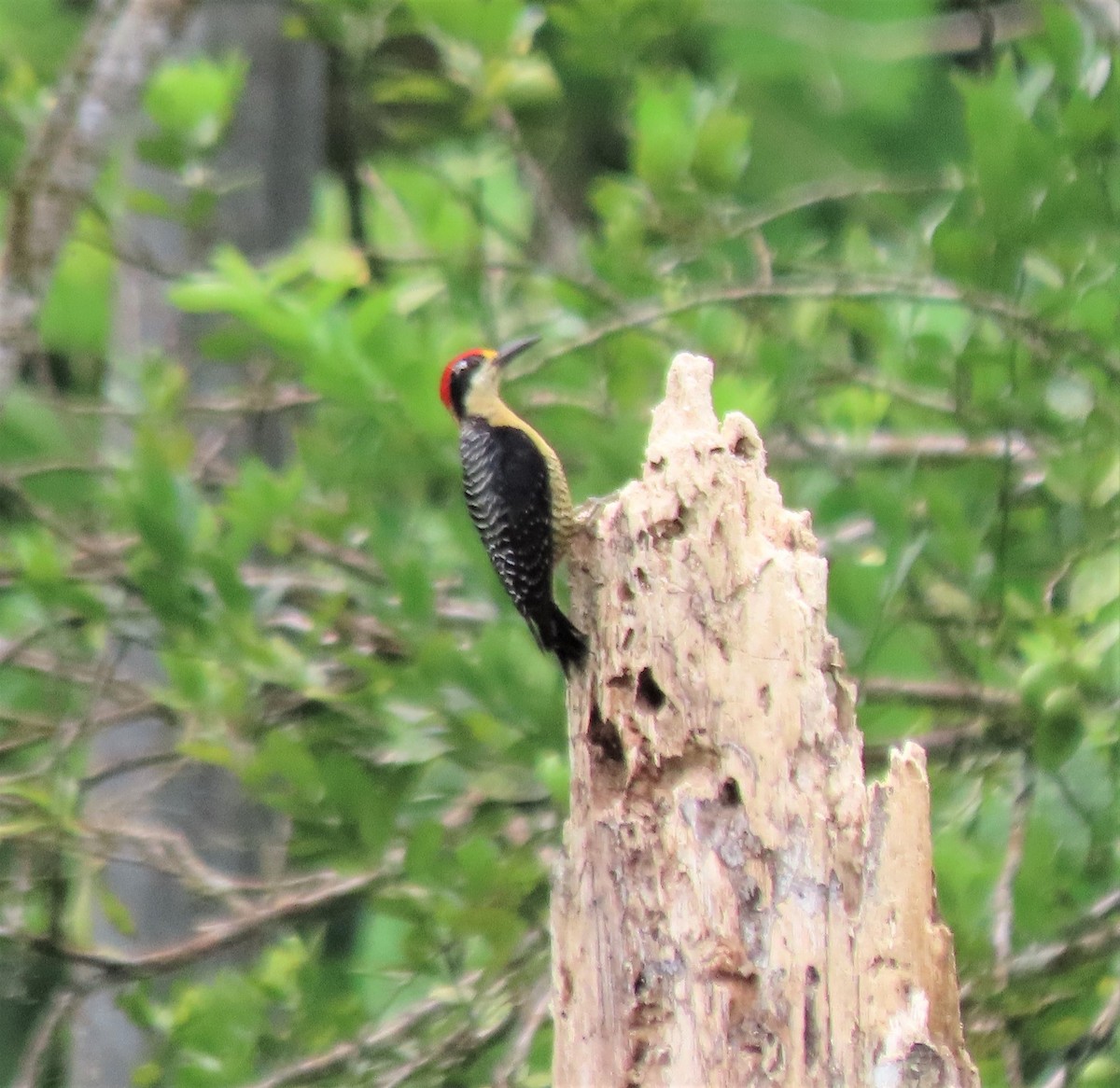 Black-cheeked Woodpecker - ML617877631