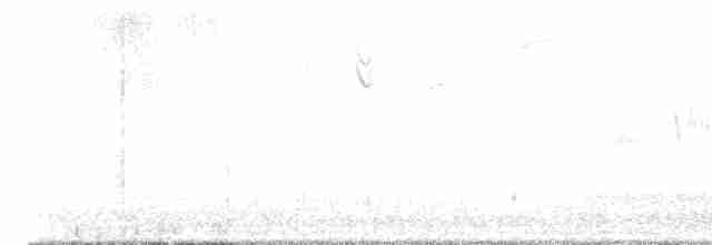Bruant à couronne blanche (gambelii) - ML617877632