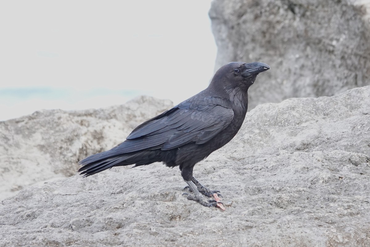 Common Raven - ML617877640