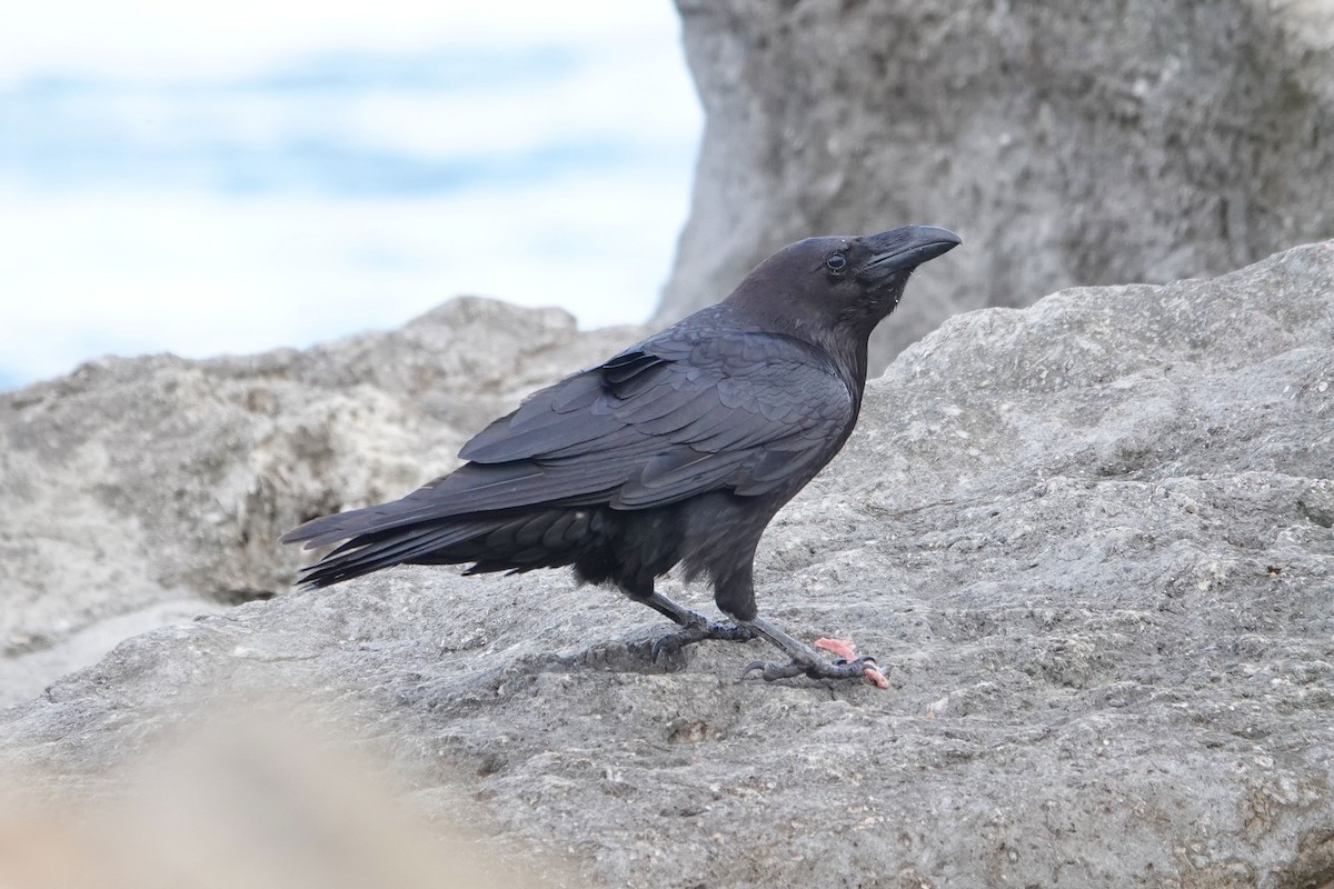 Common Raven - ML617877641