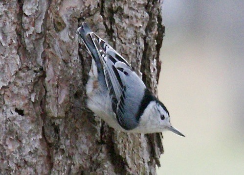 White-breasted Nuthatch - ML617877679