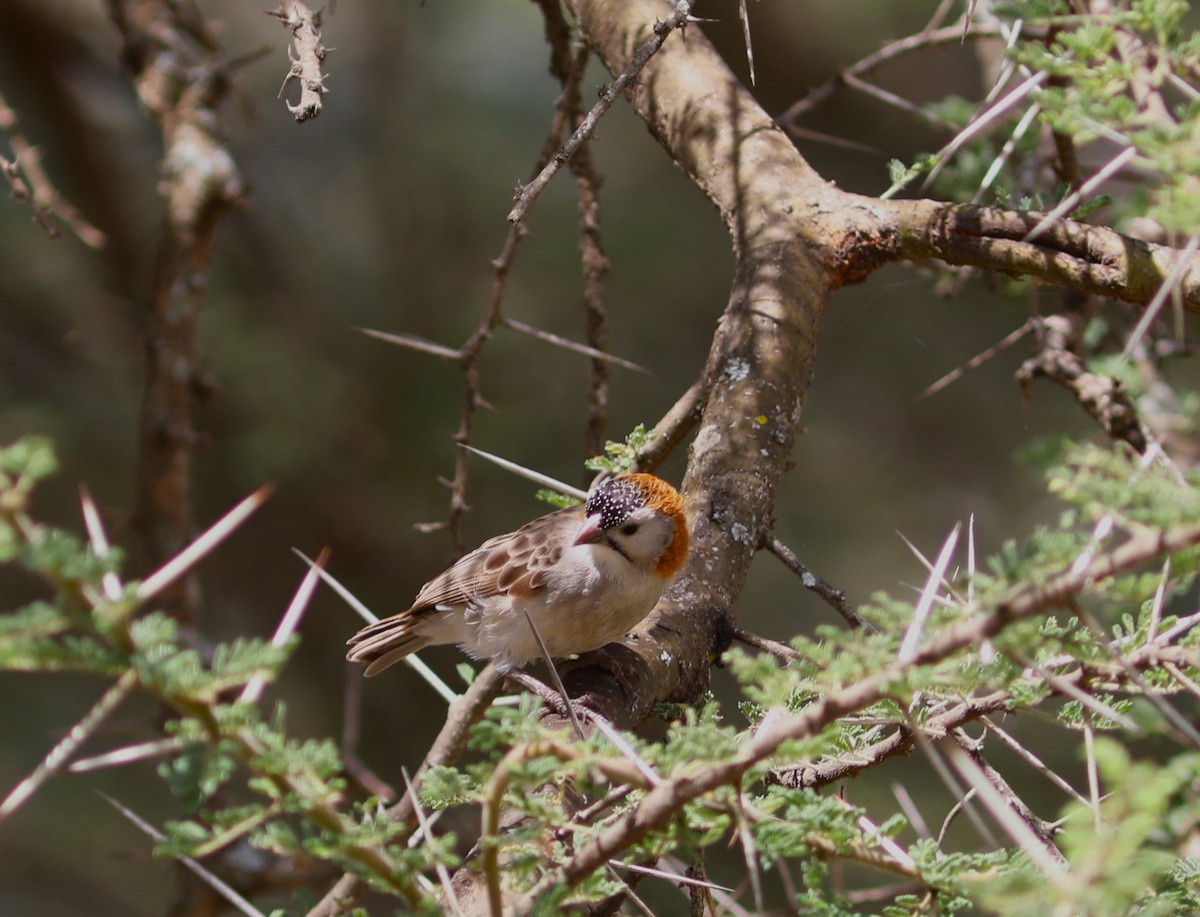 Speckle-fronted Weaver - ML617877687