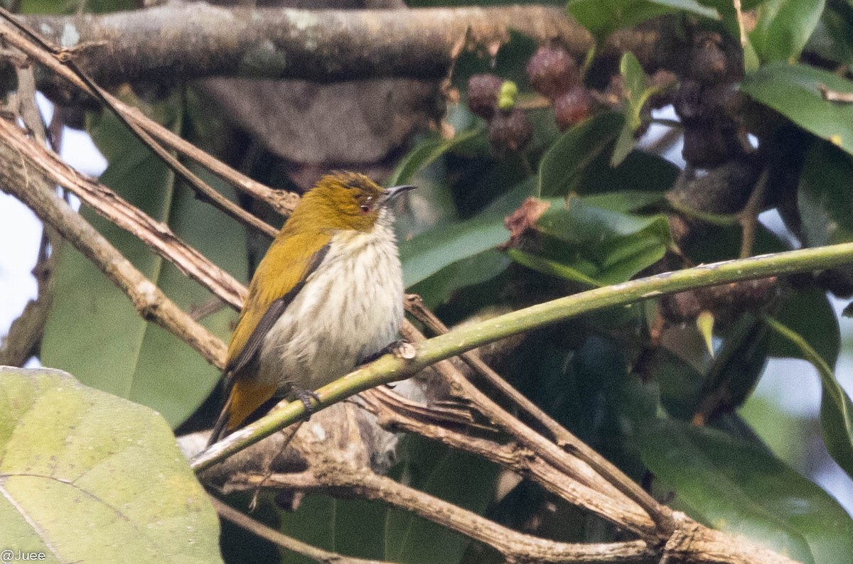 Yellow-vented Flowerpecker - juee khopkar