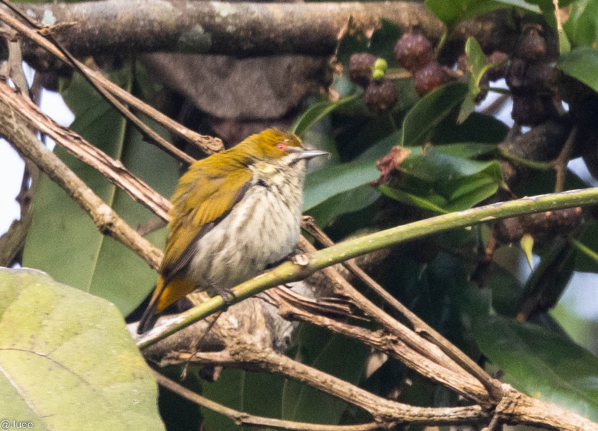 Yellow-vented Flowerpecker - juee khopkar
