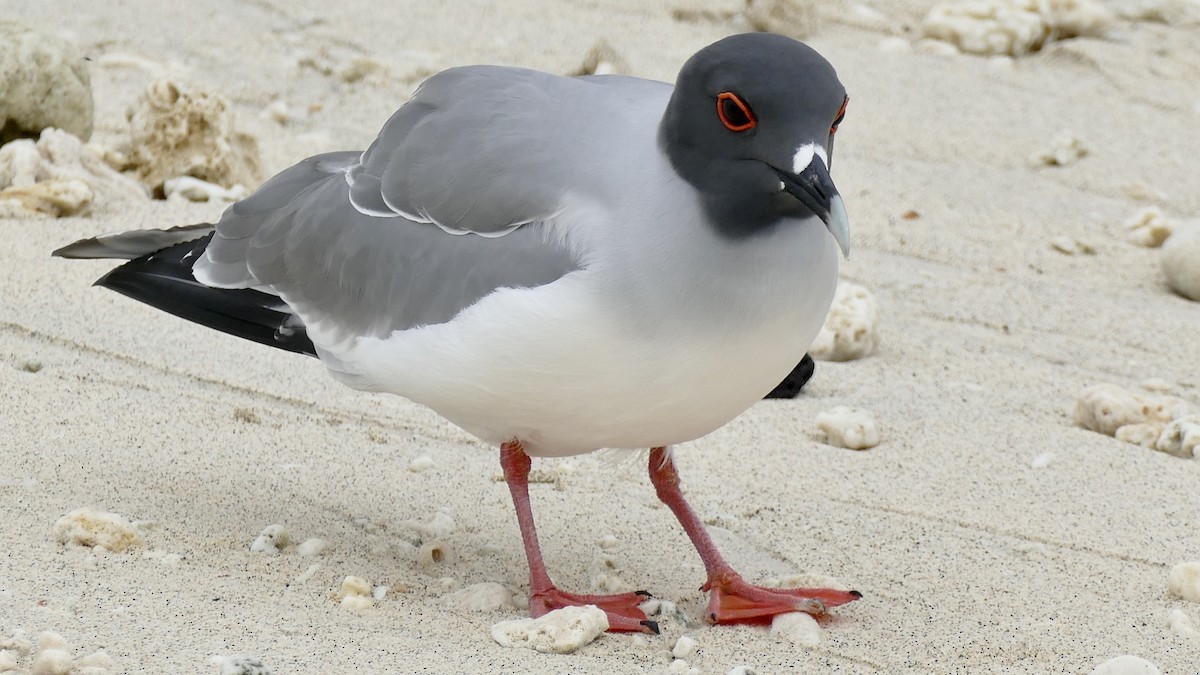 Swallow-tailed Gull - ML617877929