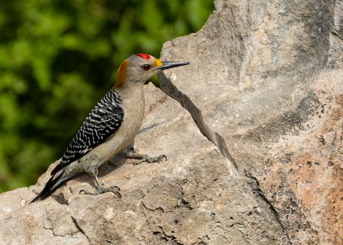 Golden-fronted Woodpecker - Muriel Neddermeyer