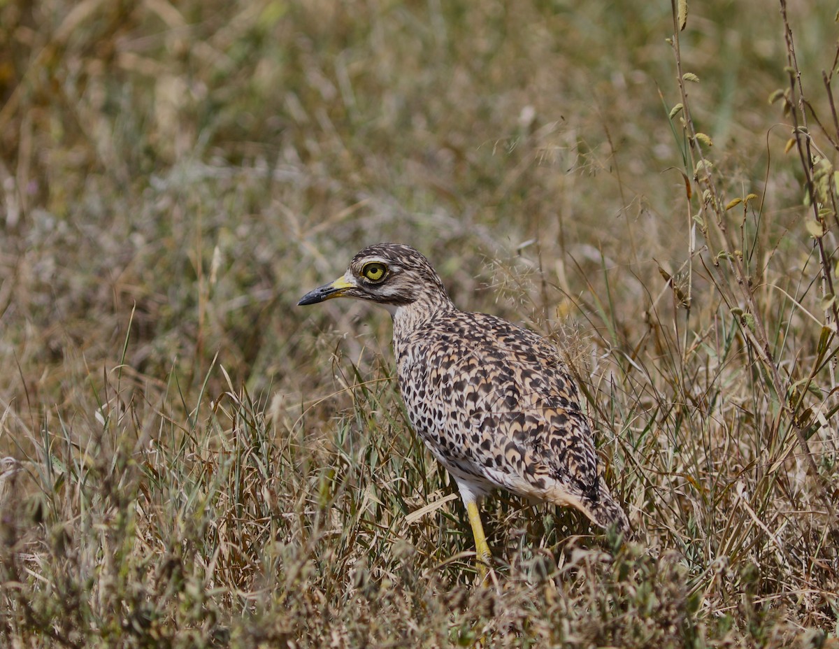 Spotted Thick-knee - Rohan van Twest