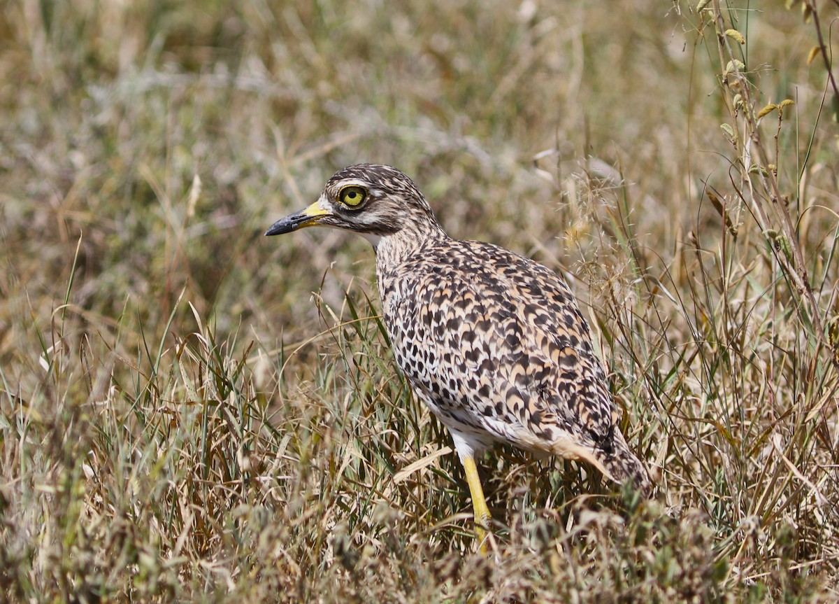 Spotted Thick-knee - ML617877938
