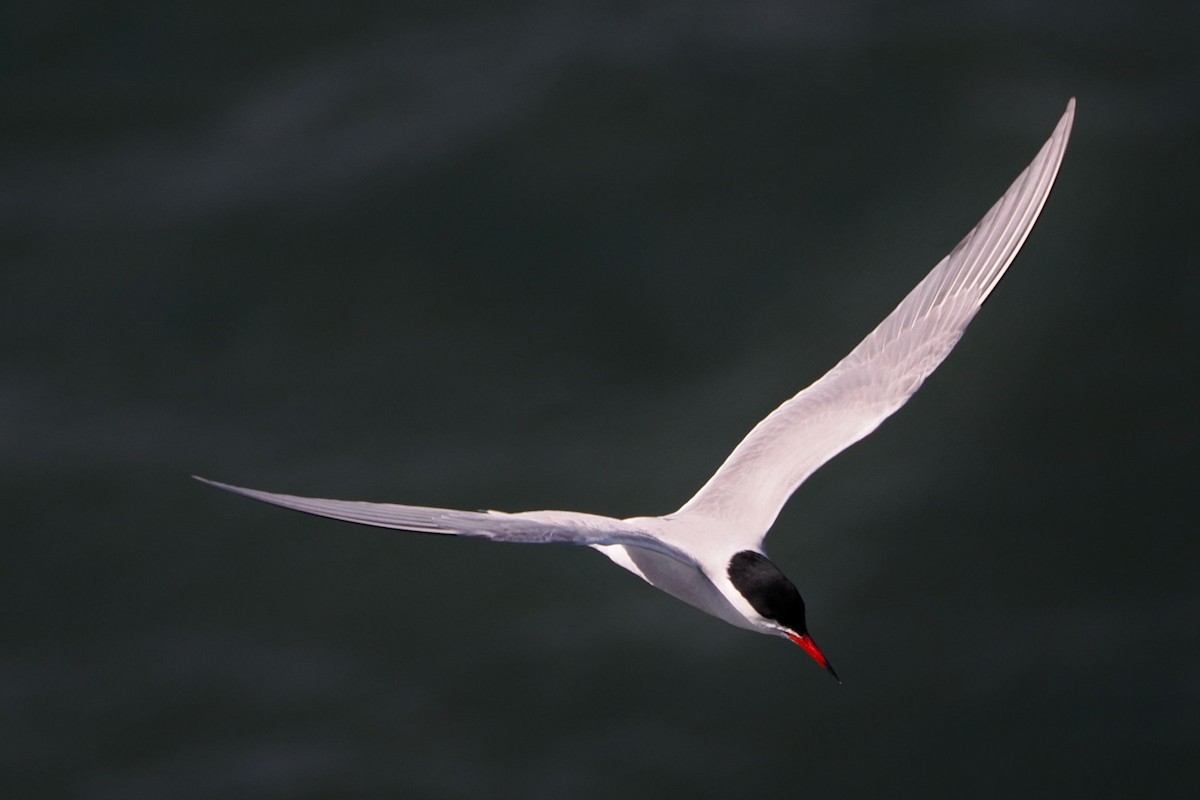 Common Tern - ML617877949