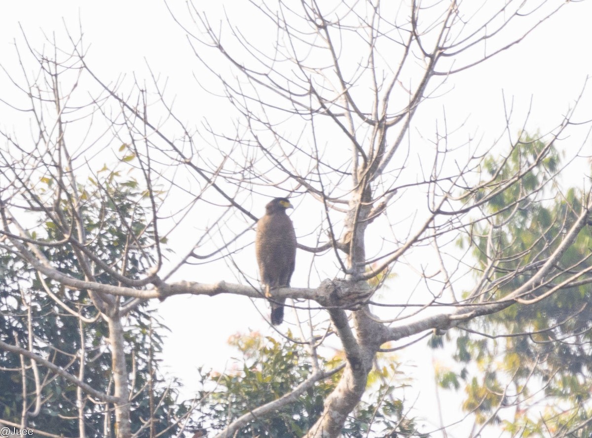Crested Serpent-Eagle - ML617877984