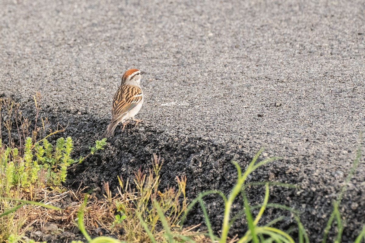 Chipping Sparrow - ML617877987