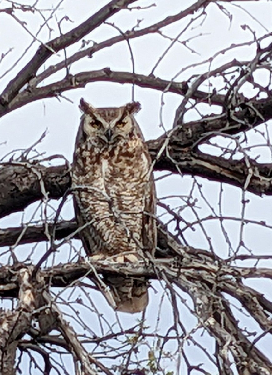 Great Horned Owl - ML617878003