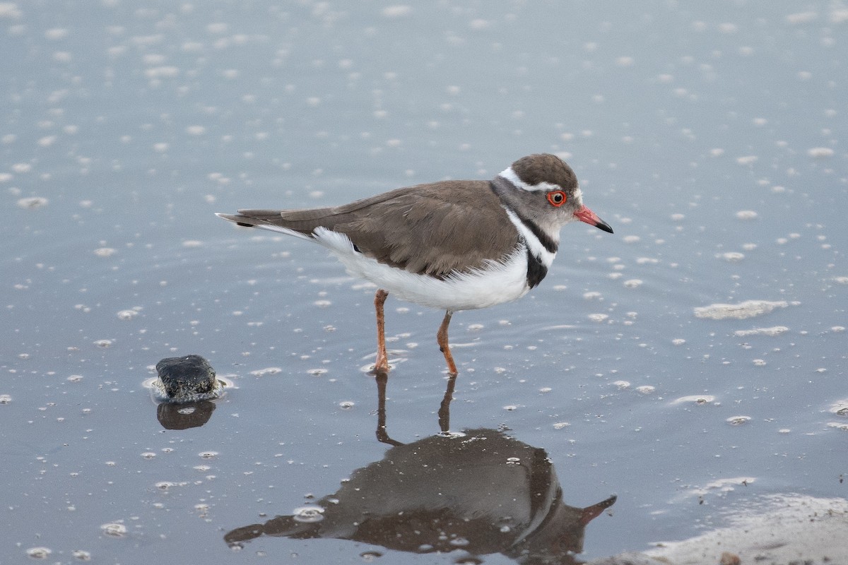 Three-banded Plover - ML617878005