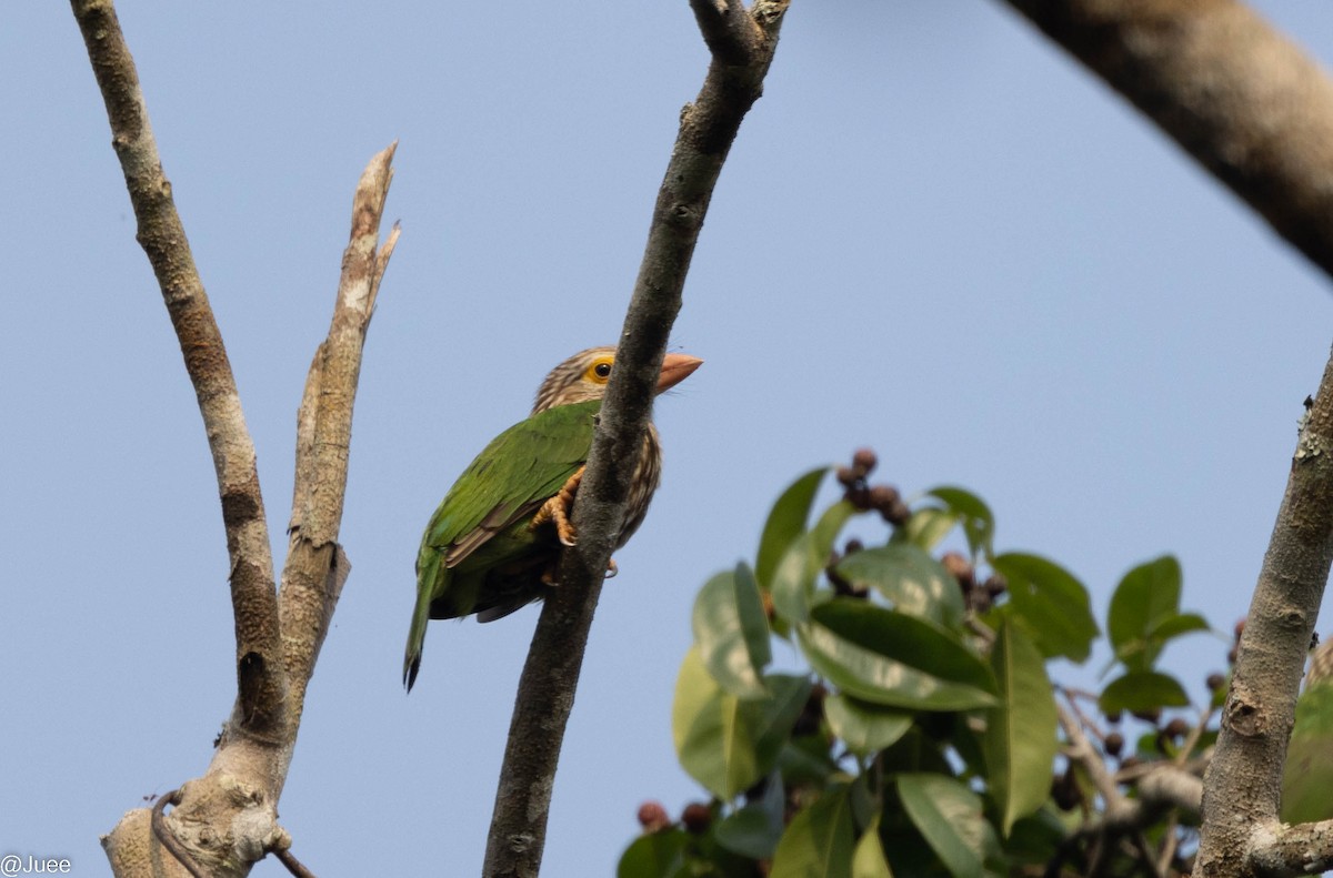 Lineated Barbet - ML617878031
