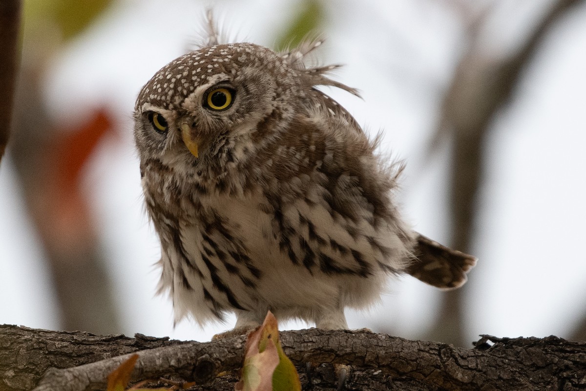 Pearl-spotted Owlet - Warren Schultze