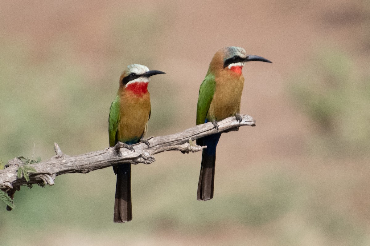 White-fronted Bee-eater - ML617878047