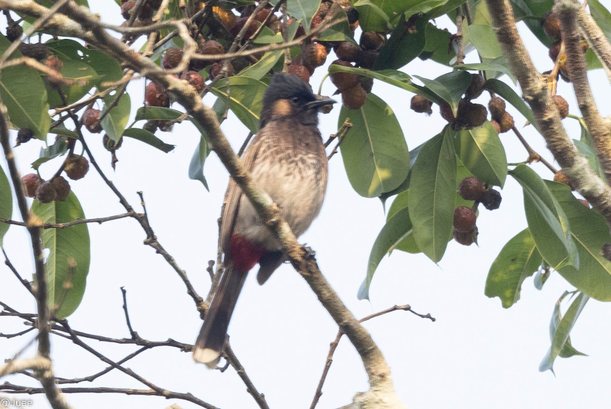 Red-vented Bulbul - ML617878070