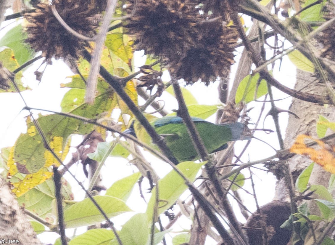 Blue-winged Leafbird - ML617878139