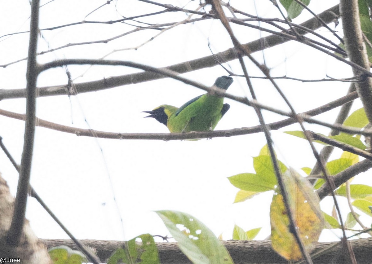 Blue-winged Leafbird - juee khopkar