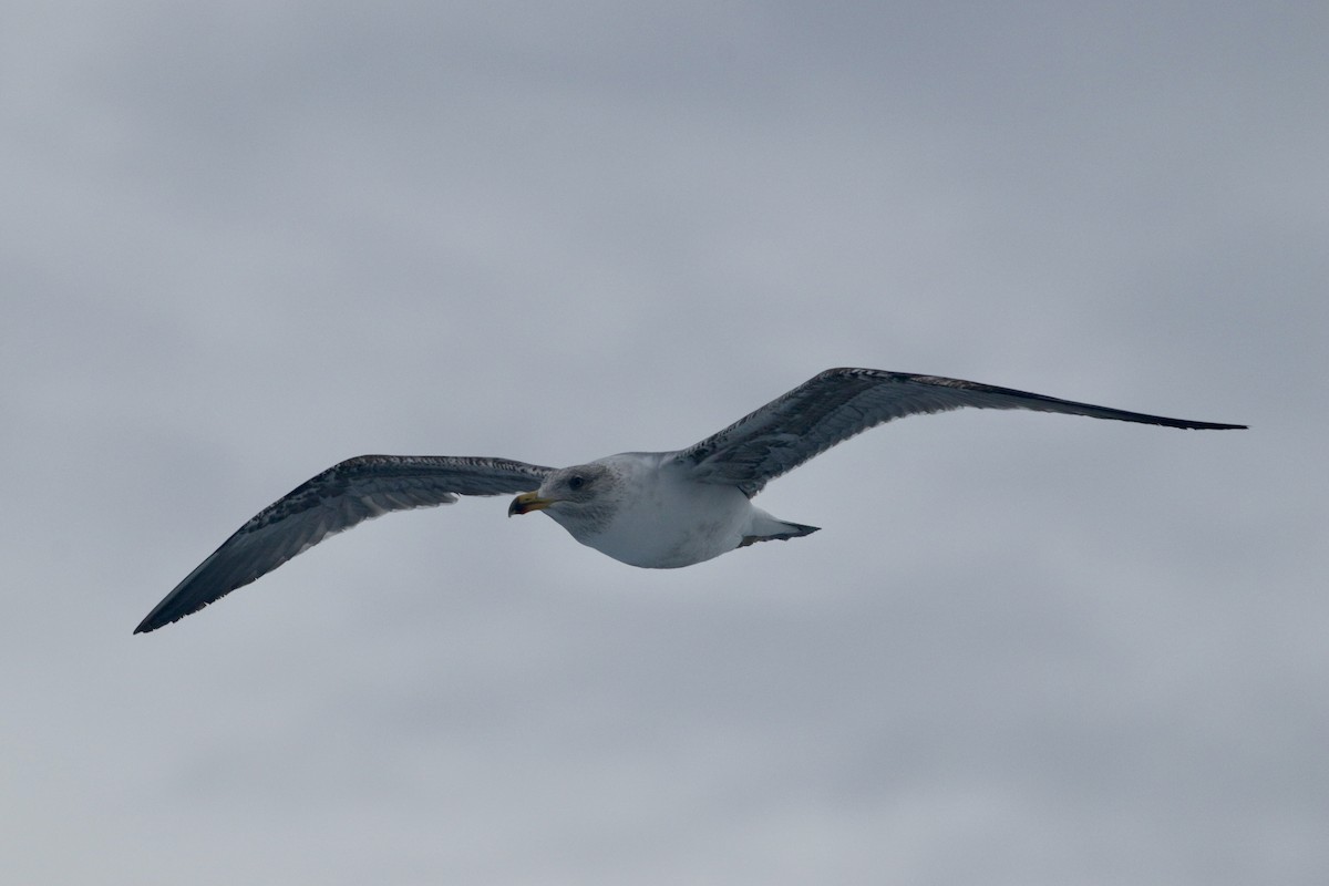 Yellow-legged Gull (atlantis) - ML617878145