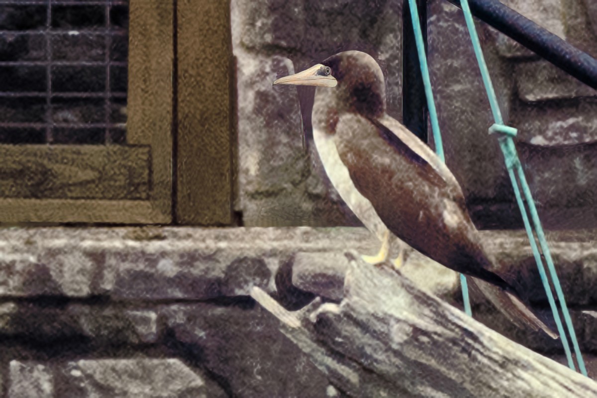 Brown Booby - ML617878153