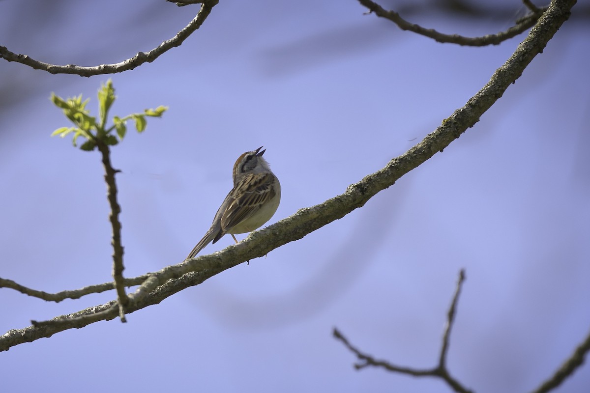 Chipping Sparrow - Donald Weidemann