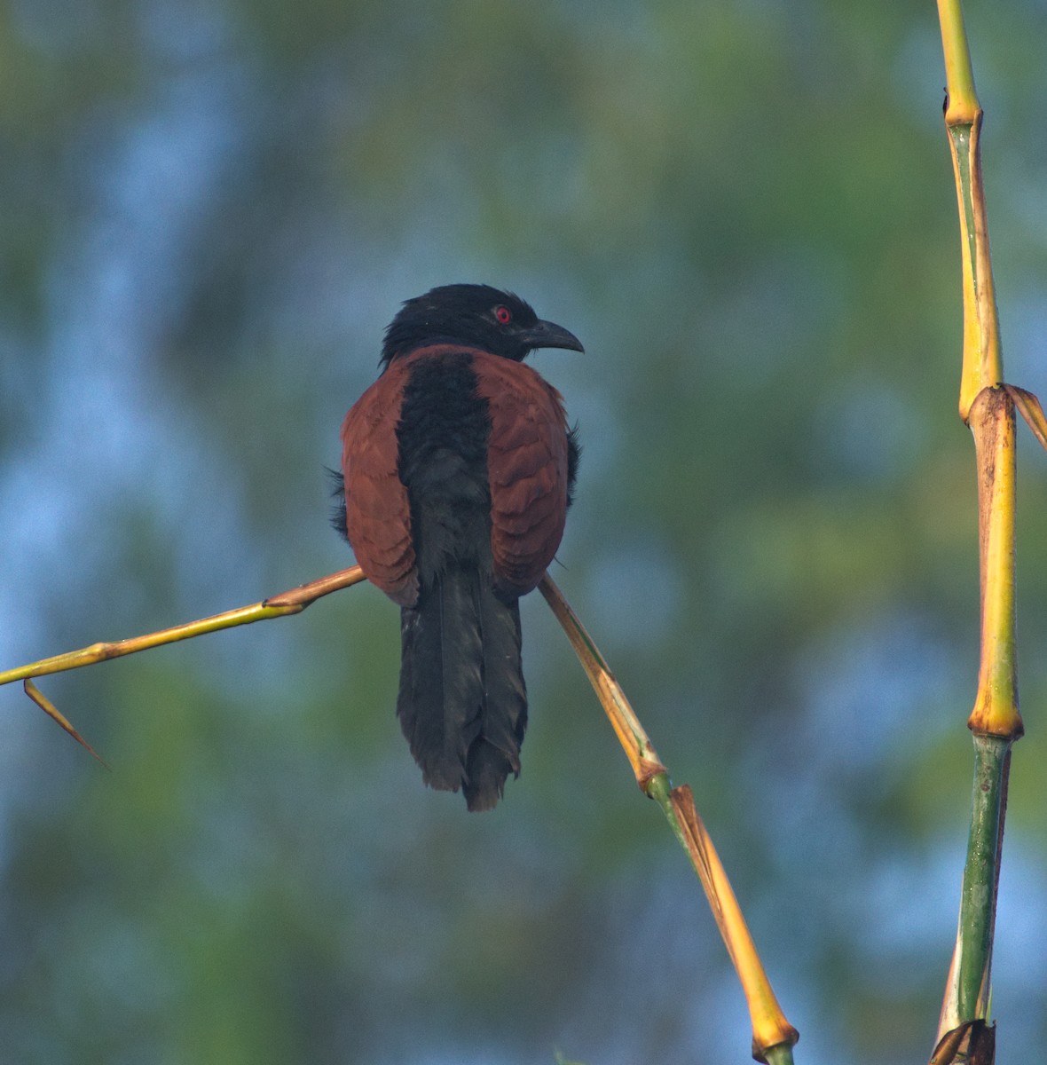 Greater Coucal - ML617878187