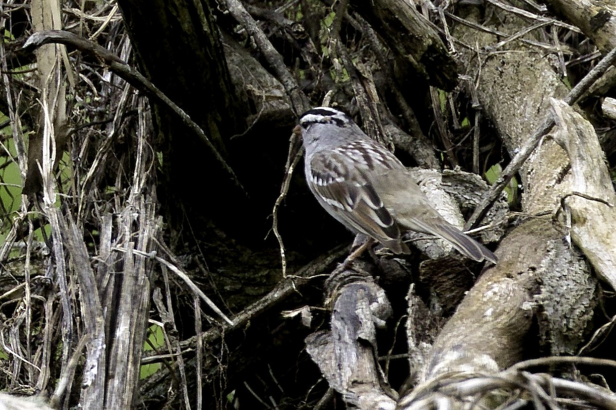White-crowned Sparrow - ML617878190