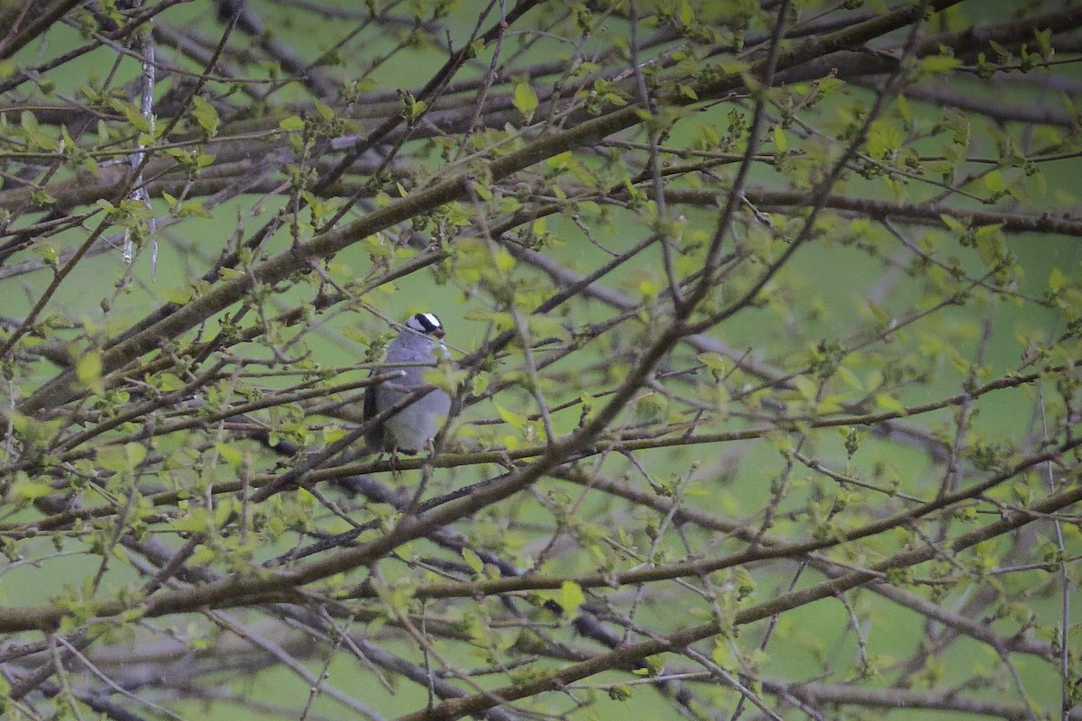 White-crowned Sparrow - ML617878197