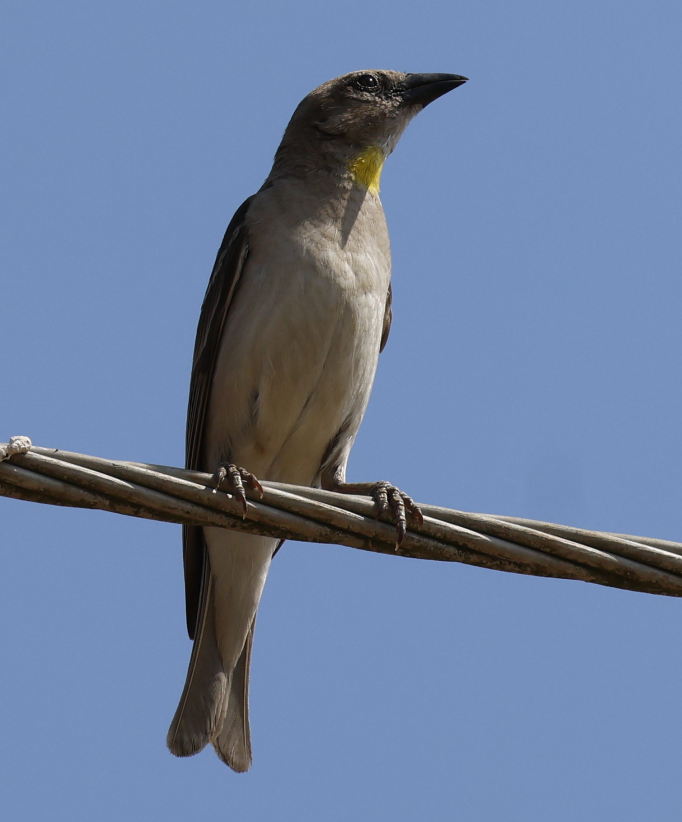 Yellow-throated Sparrow - Subha Sarkar