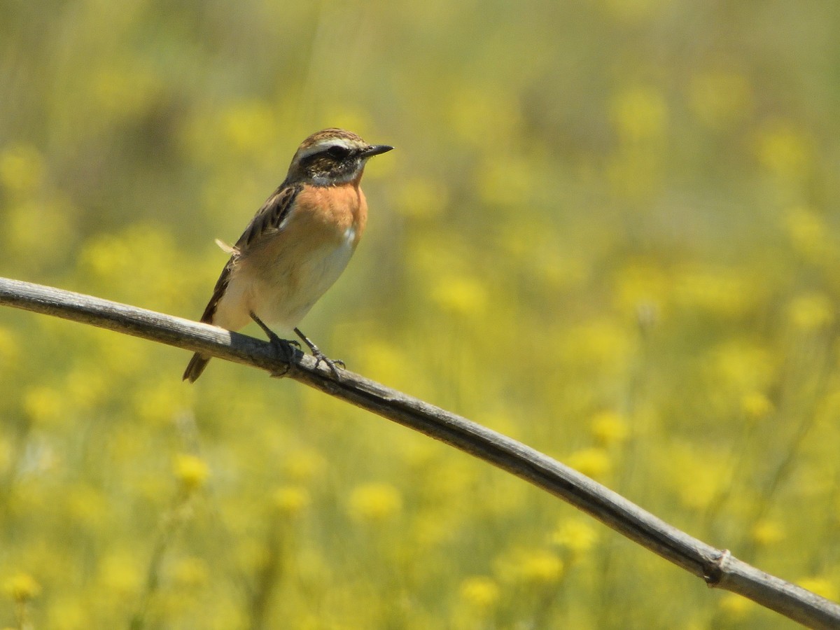Whinchat - ML617878218