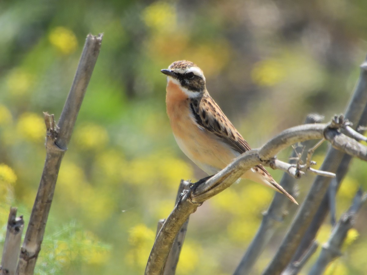Whinchat - ML617878219