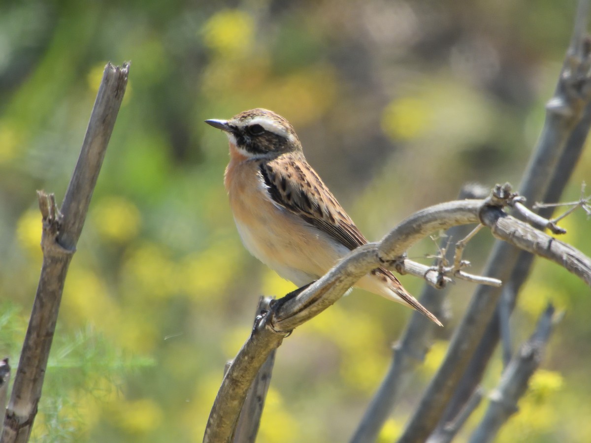 Whinchat - ML617878224