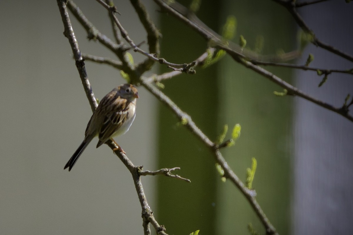 Field Sparrow - Donald Weidemann