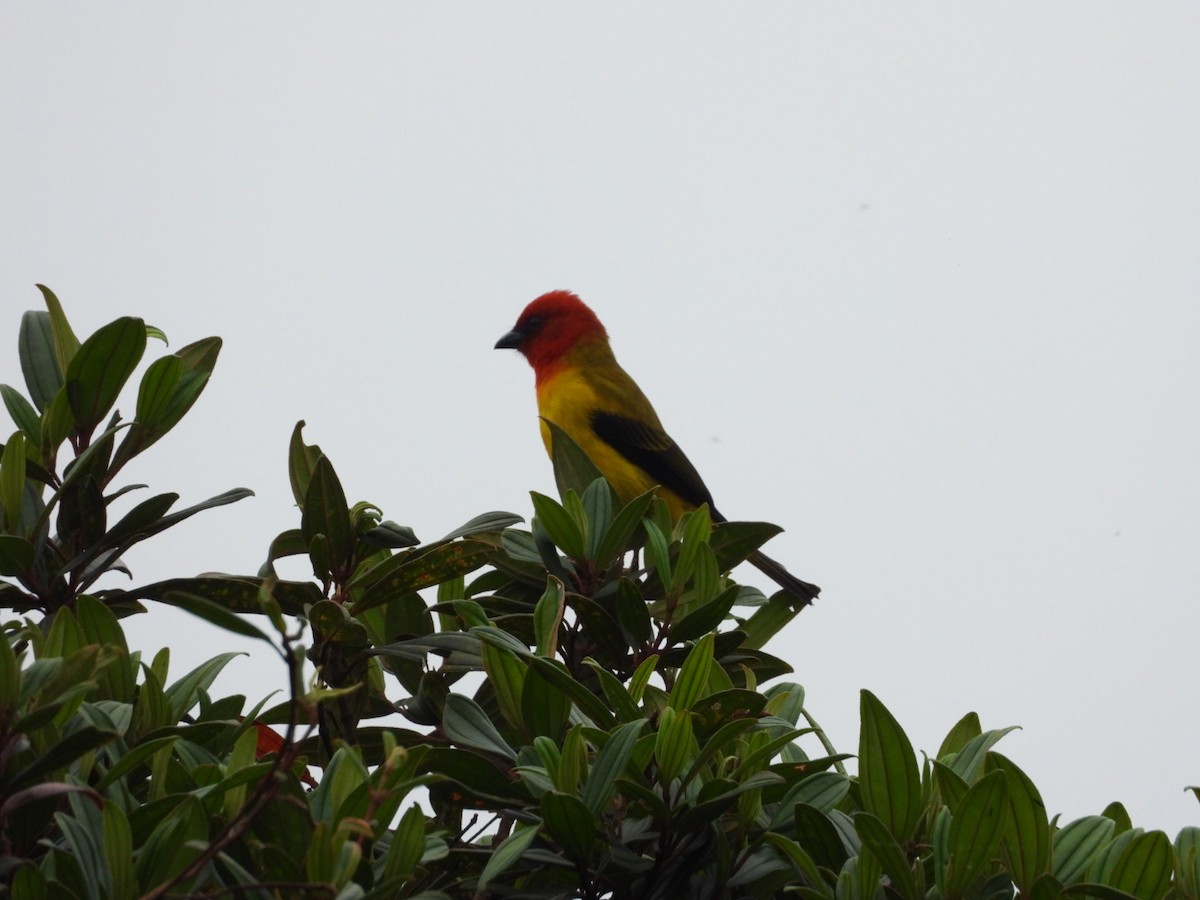 Red-hooded Tanager - ML617878247