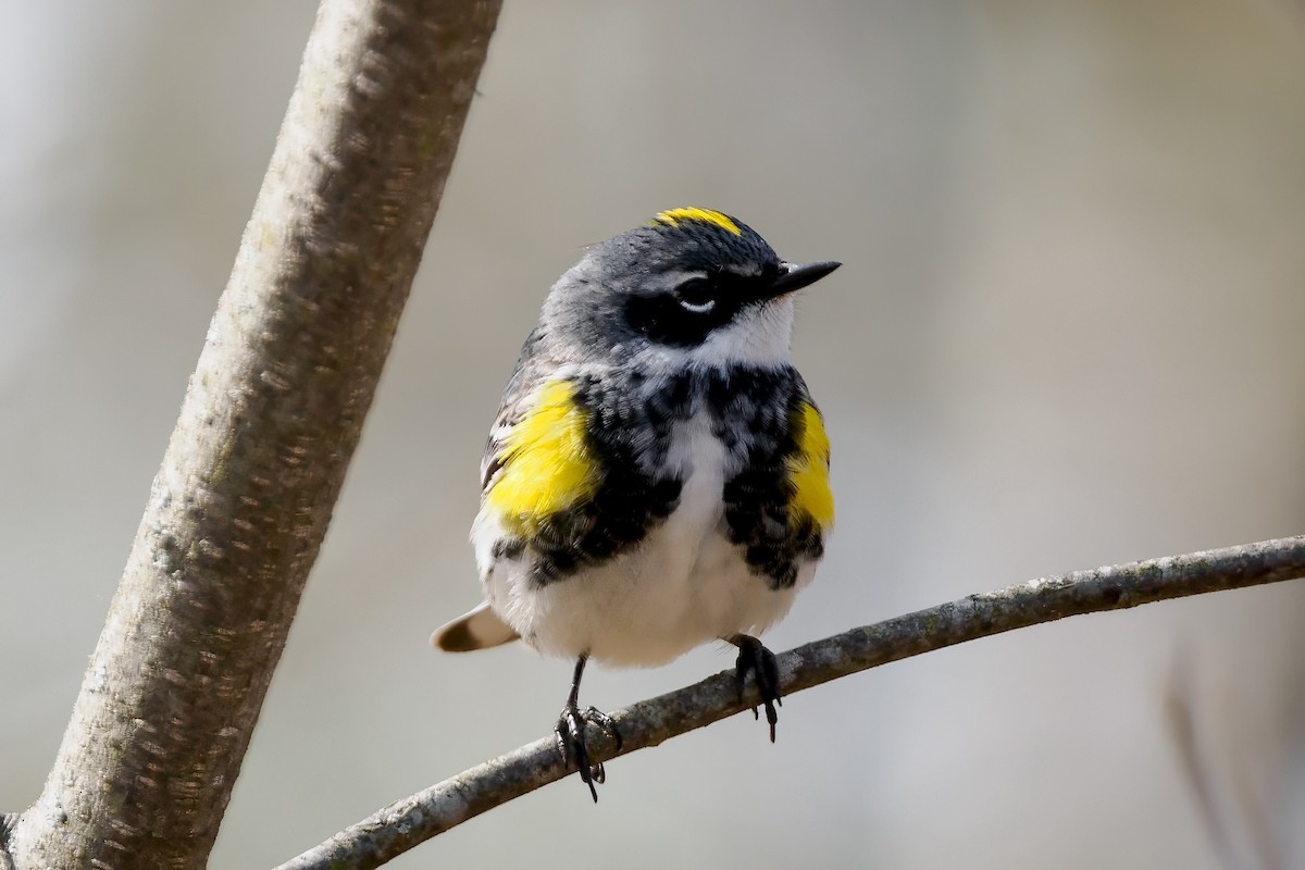 Yellow-rumped Warbler (Myrtle) - Richard Stern