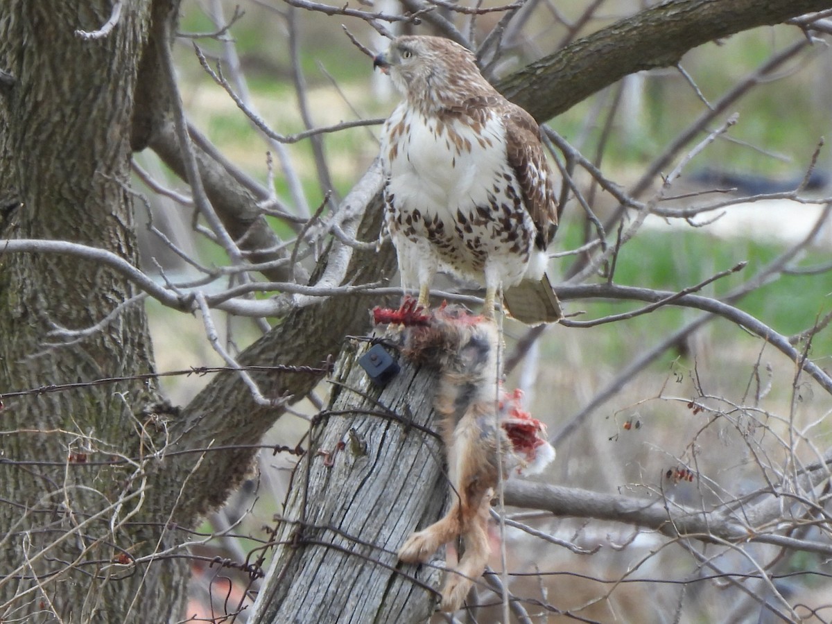 Red-tailed Hawk - ML617878281