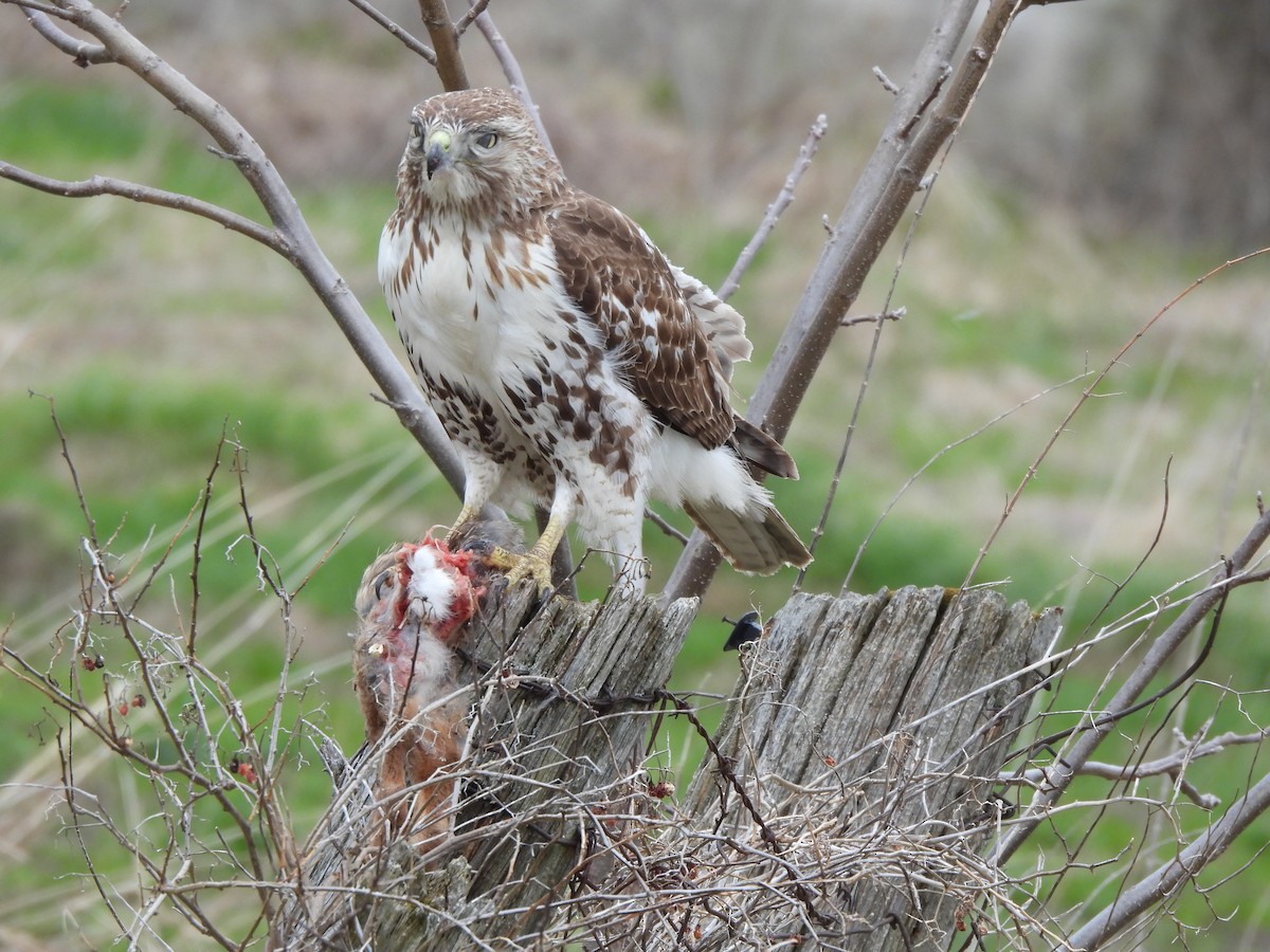 Red-tailed Hawk - ML617878282
