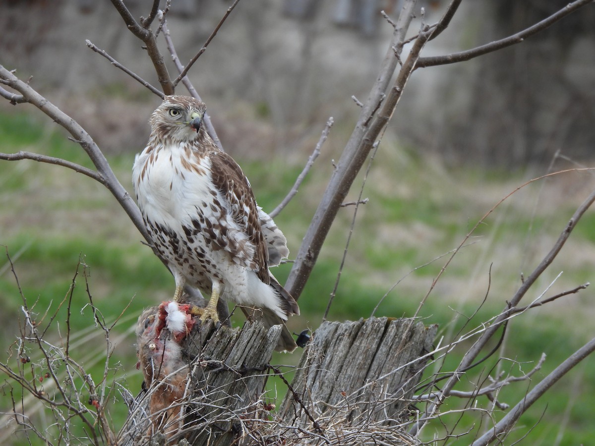 Red-tailed Hawk - ML617878283