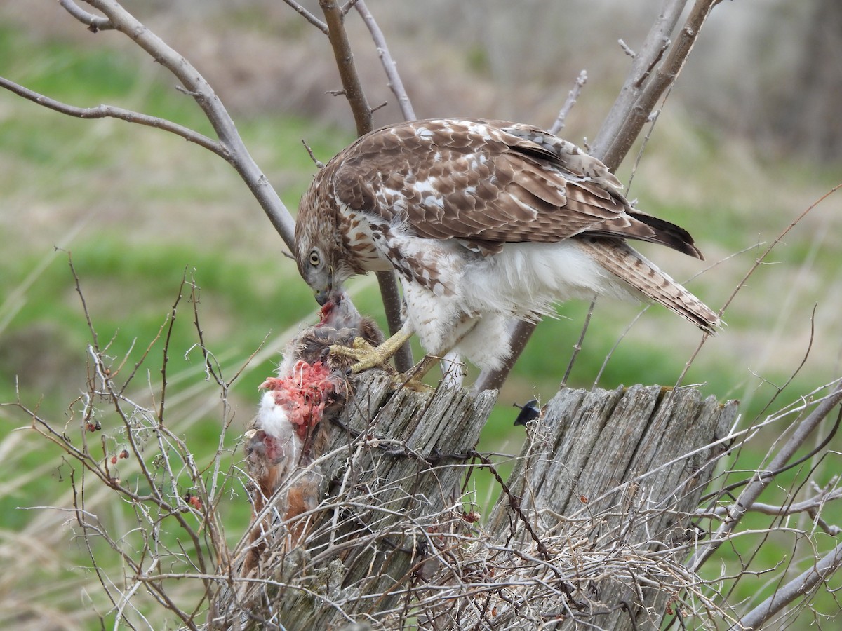 Red-tailed Hawk - ML617878287