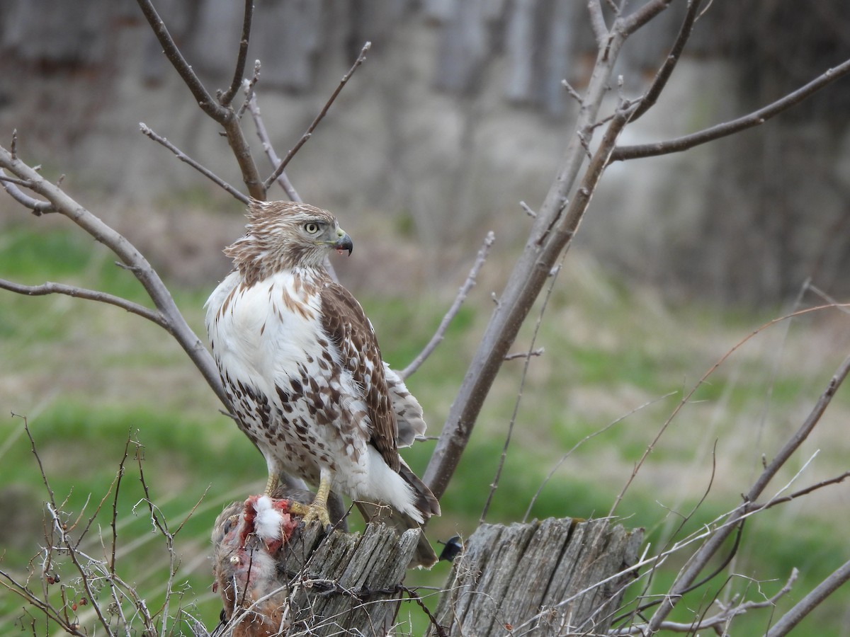 Red-tailed Hawk - ML617878288