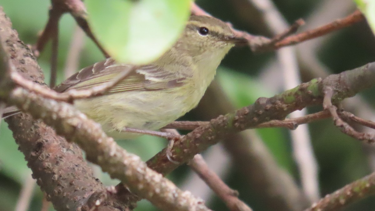 Hume's Warbler - ML617878325