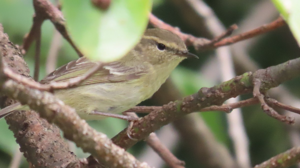 Hume's Warbler - ML617878326