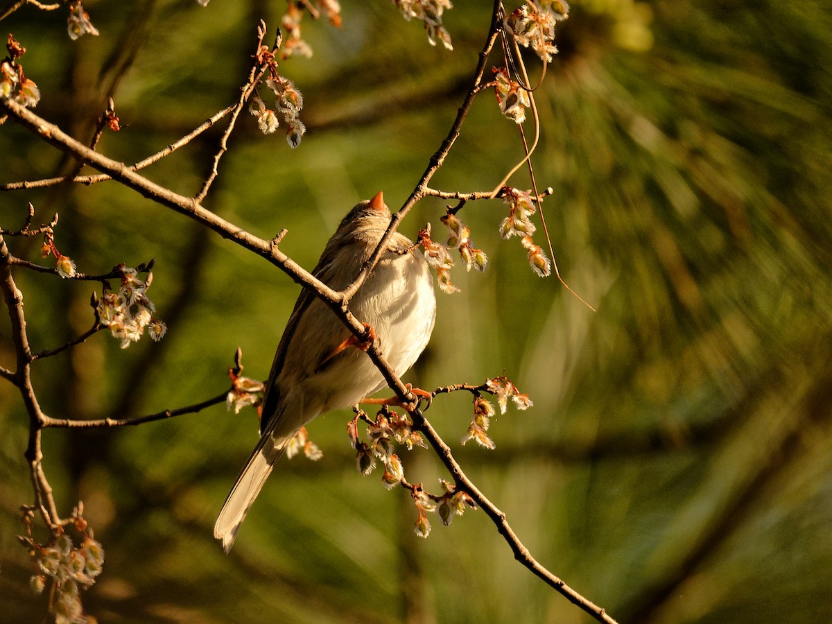 Field Sparrow - Clyde Wilson
