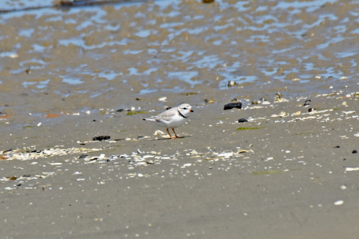 Piping Plover - ML617878427