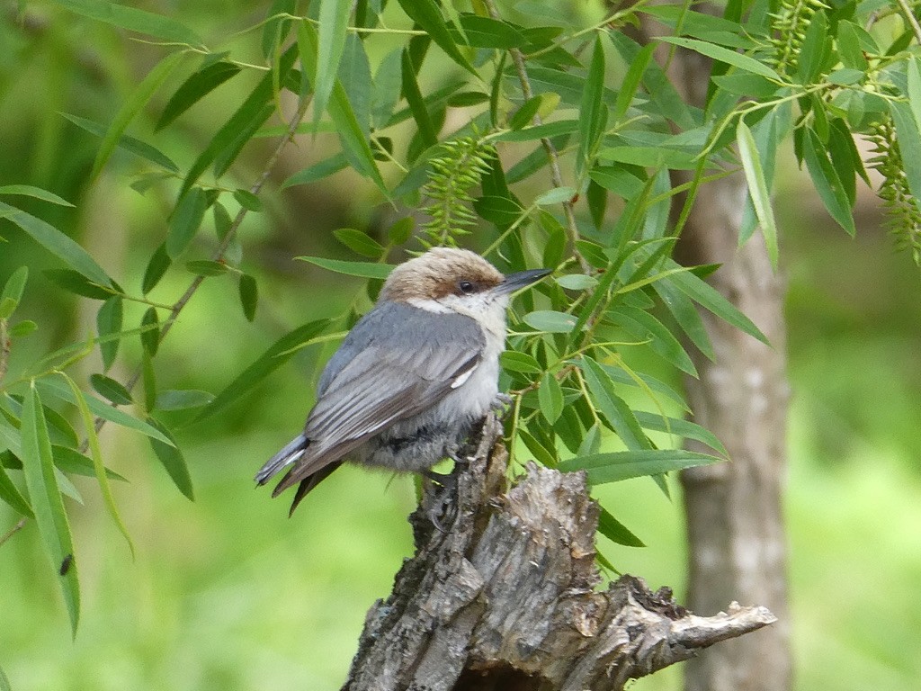 Brown-headed Nuthatch - ML617878459