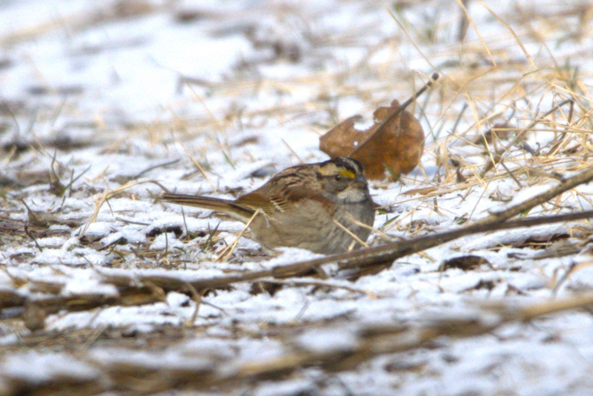 White-throated Sparrow - ML617878494