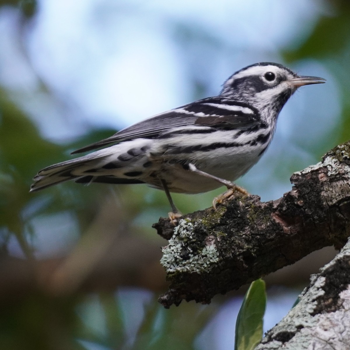 Black-and-white Warbler - ML617878501