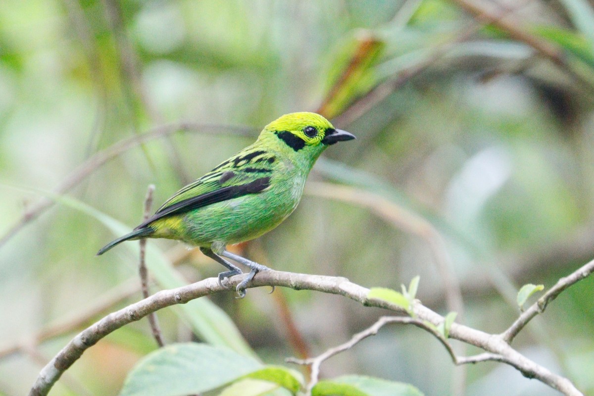 Emerald Tanager - ML617878600