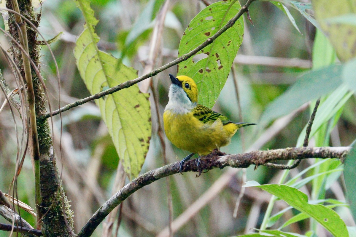 Silver-throated Tanager - ML617878609